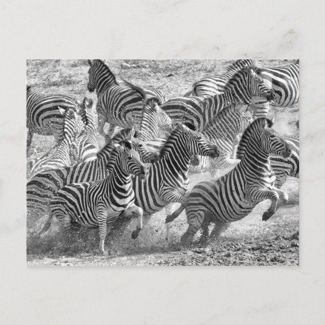 Zebras laufen postkarte (Vorderseite)