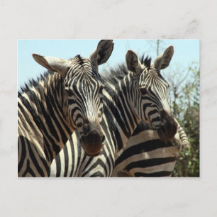 Zebras-Look Postkarte