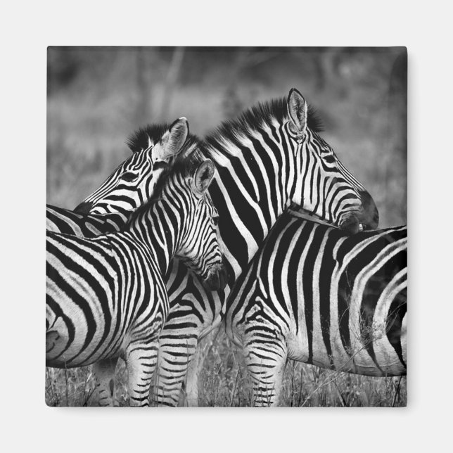 Zebras Magnet (Vorne)