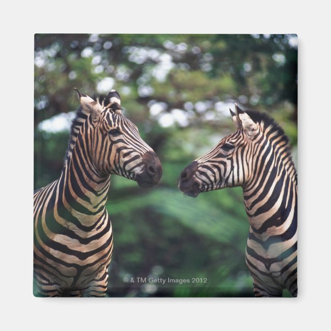 Zebras Magnet (Vorne)