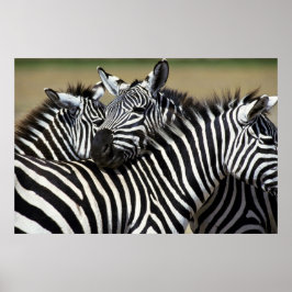 Zebras packen zusammen auf dem Feld Poster
