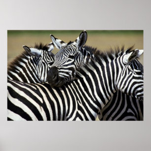 Zebras packen zusammen auf dem Feld Poster