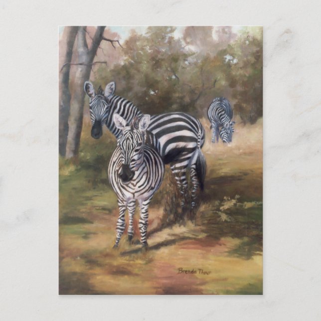 Zebras Postcard Postkarte (Vorderseite)