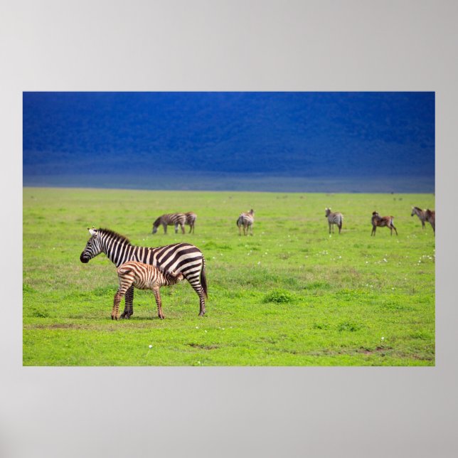 Zebras Poster (Vorne)