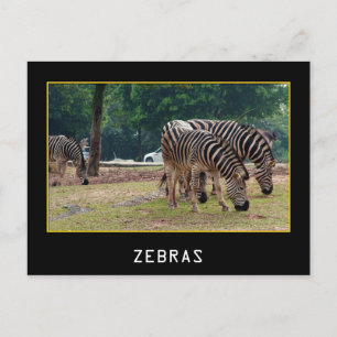 Zebras Postkarte
