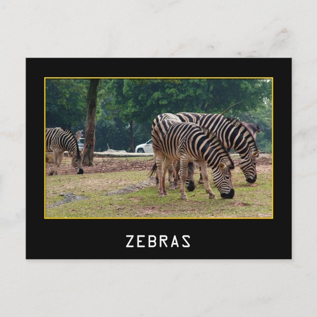 Zebras Postkarte (Vorderseite)