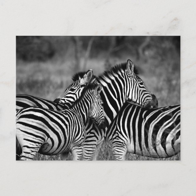 Zebras Postkarte (Vorderseite)