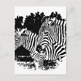 Zebras Postkarte