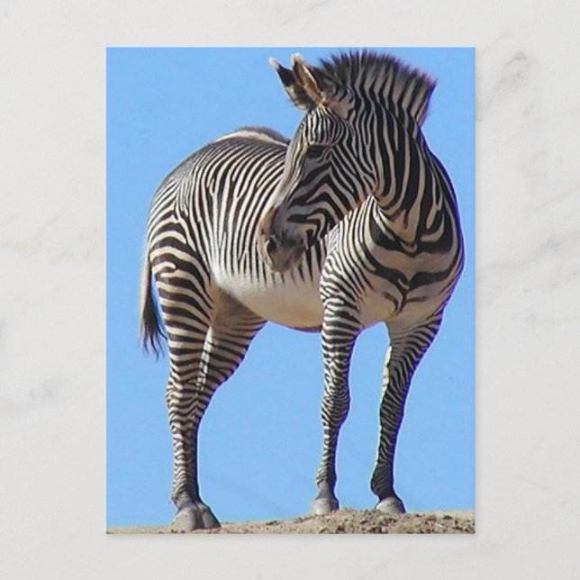 Zebras Postkarte (Vorderseite)