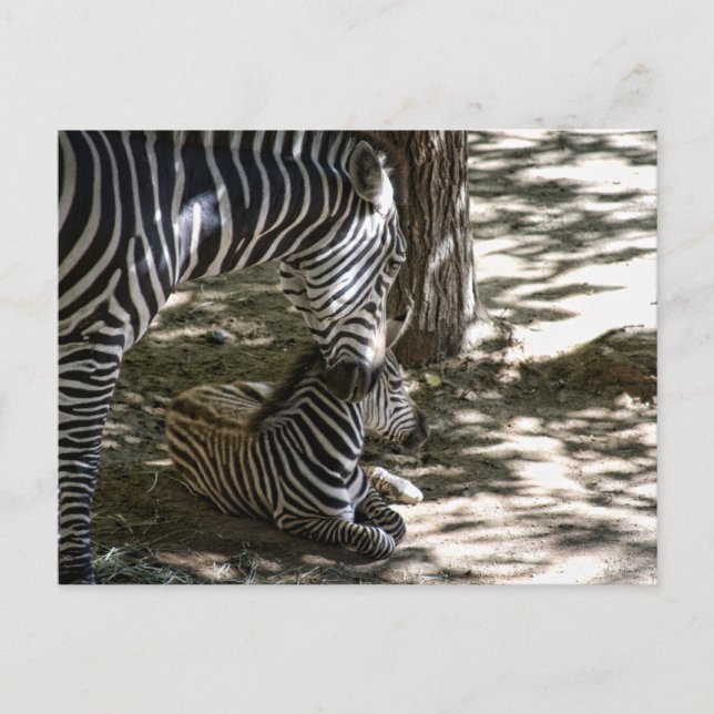 Zebras Postkarte (Vorderseite)