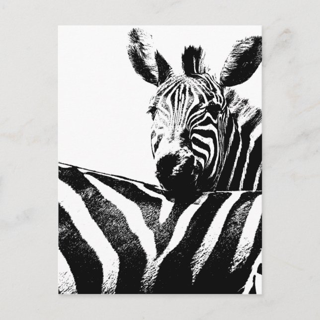 Zebras Postkarte (Vorderseite)