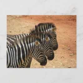 Zebras Postkarte