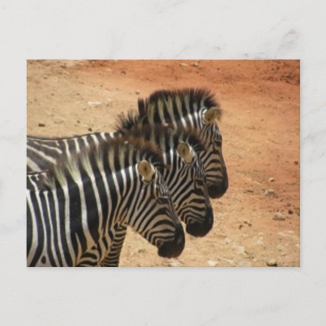 Zebras Postkarte (Vorderseite)