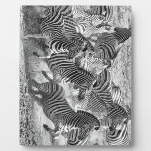 Zebras running fotoplatte