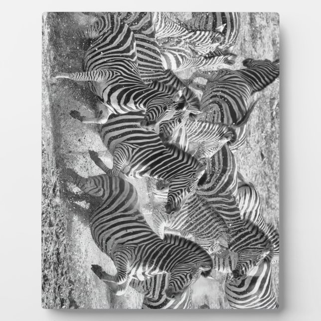 Zebras running fotoplatte (Vorderseite)
