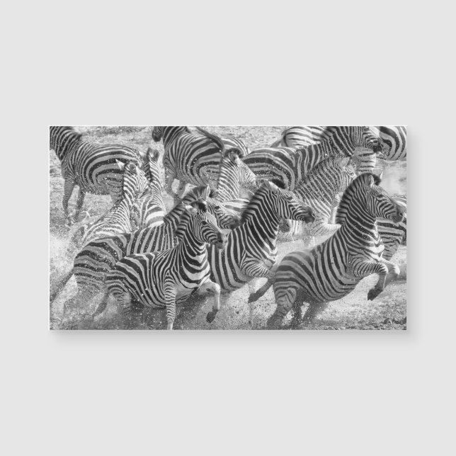 Zebras running magnetkarte (Vorderseite)
