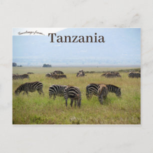 Zebras Serengeti Nationalpark Safari Tansania Postkarte