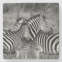 Zebras