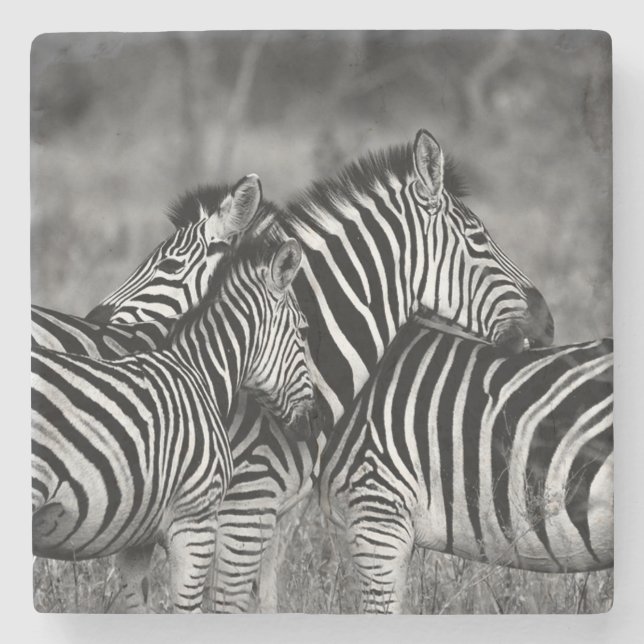 Zebras Steinuntersetzer (Vorderseite)