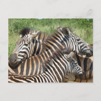 Zebras Südafrika Postkarte