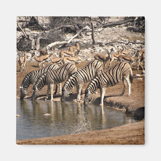 Zebras trinken magnet (Vorne)