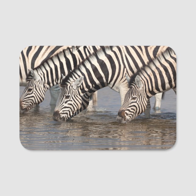 Zebras trinken namensschild (Vorderseite)