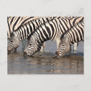 Zebras trinken postkarte