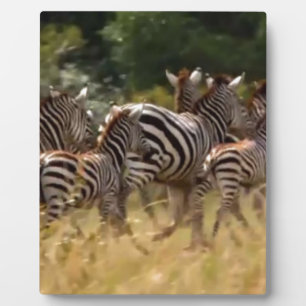 Zebras unterwegs: Eine Reise durch Tausende von Me Fotoplatte