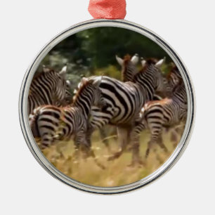 Zebras unterwegs: Eine Reise durch Tausende von Me Ornament Aus Metall