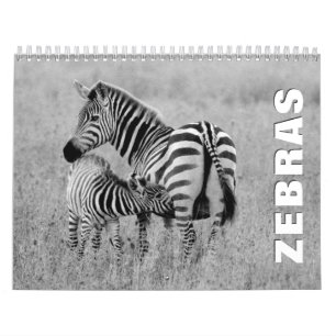 Zebras Wall Calendar Kalender