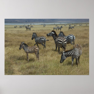 Zebras-Weide Poster