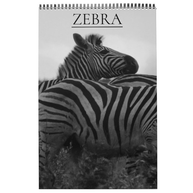 Zebrasafari Kalender (Titelbild)