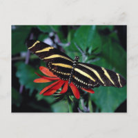 Zebraschmetterling auf der mexikanischen flammende