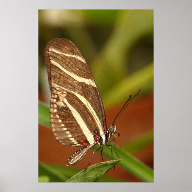 Zebraschmetterling Poster (Vorne)