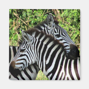 Zebraschnecke Magnet