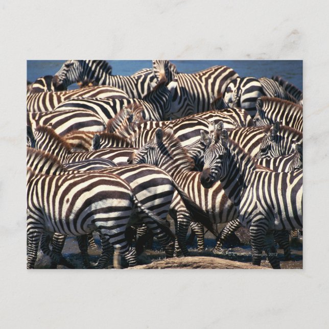 Zebrasherde Postkarte (Vorderseite)