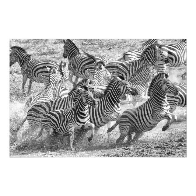 Zebraslaufen Fotodruck (Vorne)