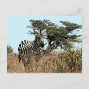Zebrastarre Postkarte