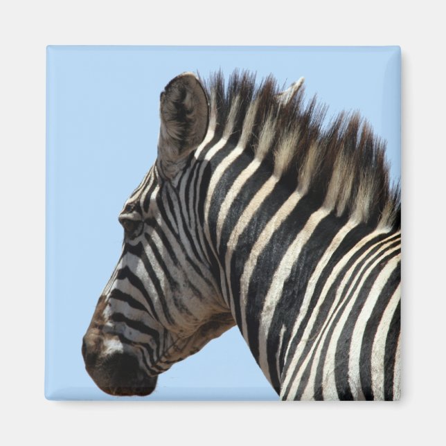 Zebrastreifen blau magnet (Vorne)