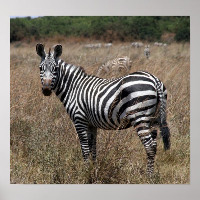 Zebrastreifen Poster (Vorne)