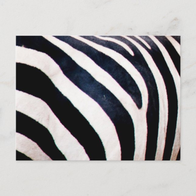 Zebrastreifen Postkarte (Vorderseite)