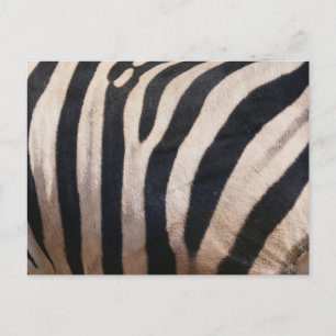 Zebrastreifen Schwarz und Weiß Postkarte
