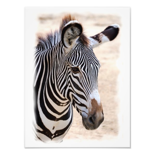 Zebre de Grevy Fotodruck (Vorne)