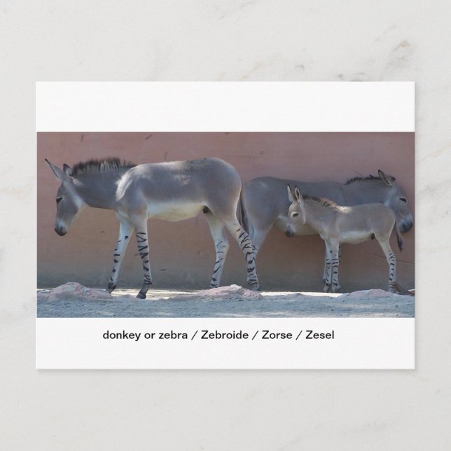 Zebroide Postkarte (Vorderseite)