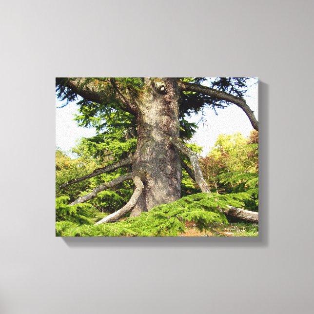Zeder-Libanon Tree Canvas Print Leinwanddruck (Vorderseite)