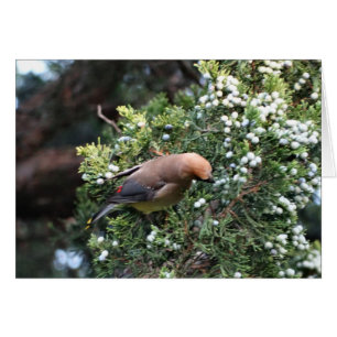 Zederbaum u. Waxwing