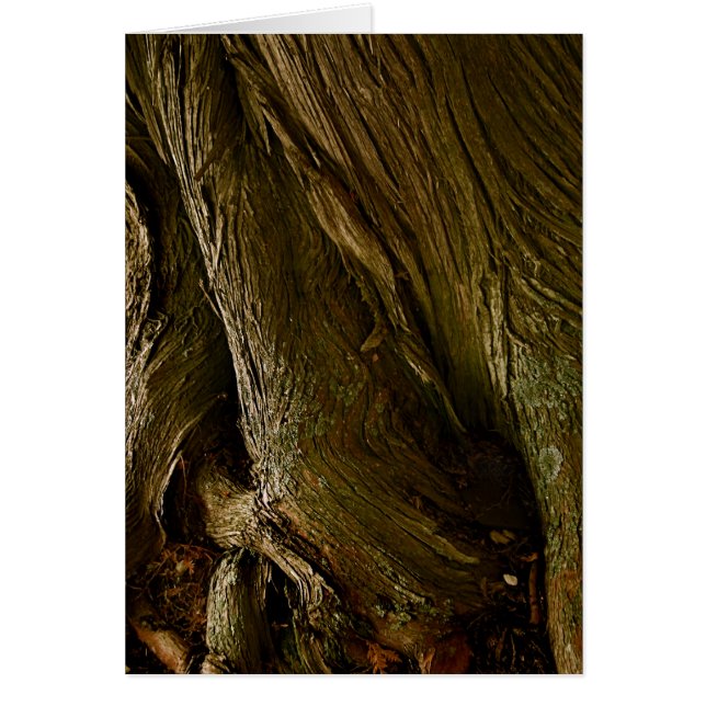 Zedern am St. Joseph's door Landkreis, WI (Vorne)