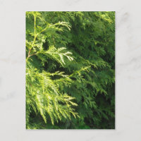 Zedern-Hecke