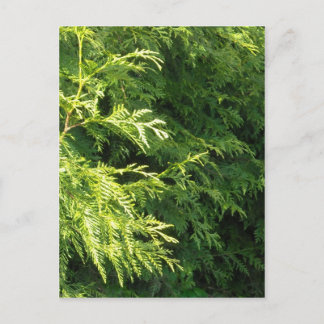 Zedern-Hecke Postkarte