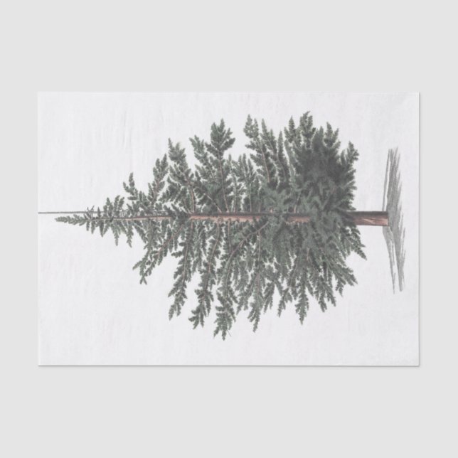 Zedernbaum Pflanze Seidenpapier (Vorderseite)